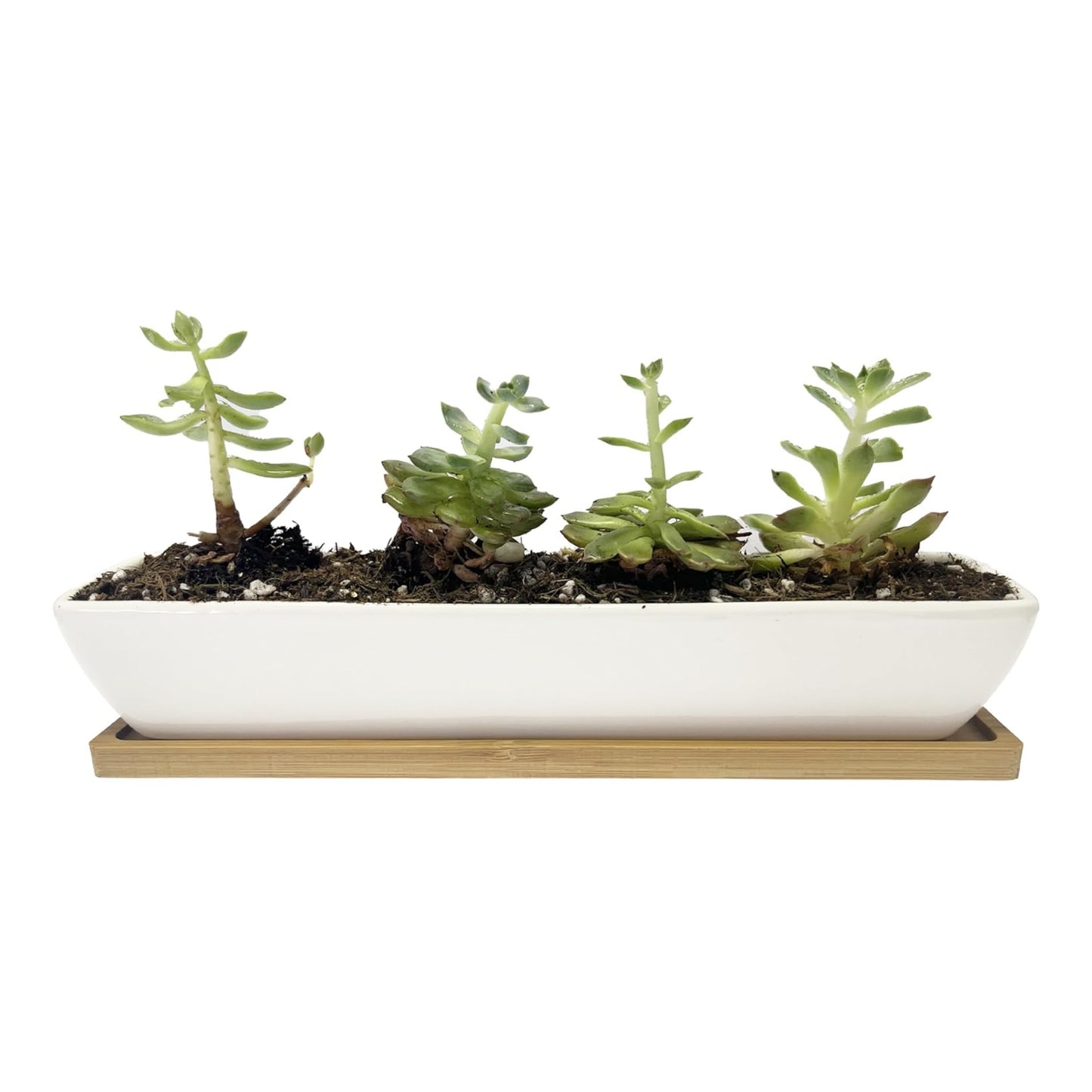 Industry Plant Desk Planter - Pre Order