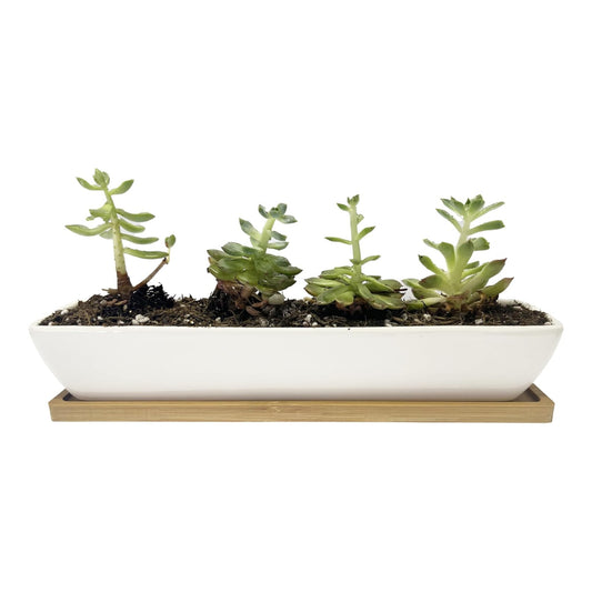 Industry Plant Desk Planter - Pre Order