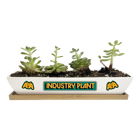 Industry Plant Desk Planter - Pre Order
